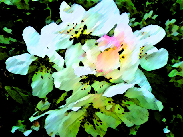 Weeping Cherry Blossoms