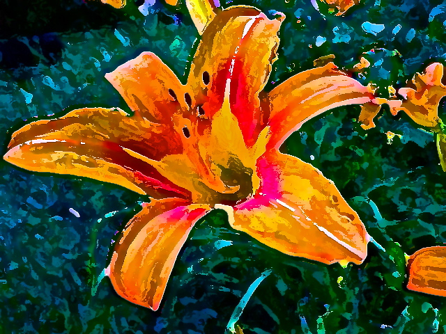 Daylily