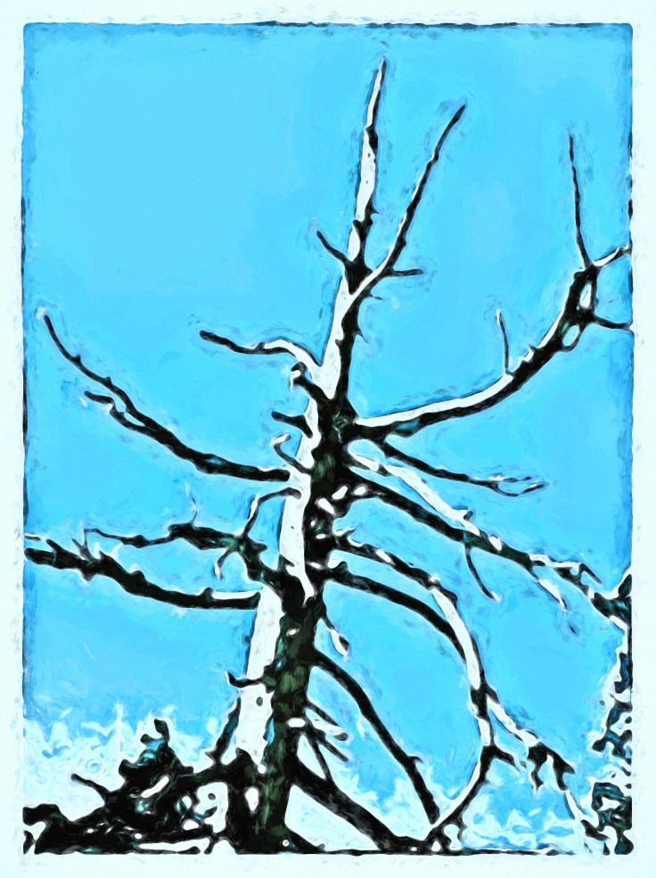 Tree On Sentinal Dome